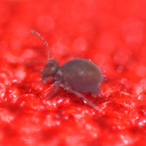 Dicyrtoma fusca
